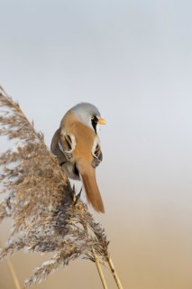 Bearded reedling