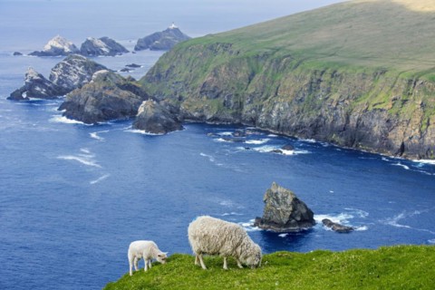 White sheep ewe and lamb grazing grass on sea clifftop at Hermaness National Nature Reserve