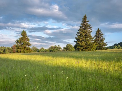 Typical landscape in the Rhoen biosphere reserve with wet meadow
