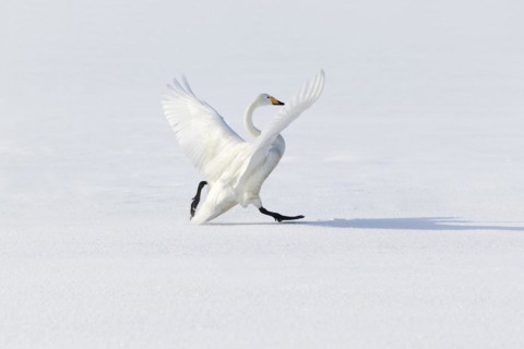 Whooper swan