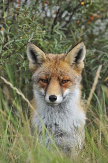 Red fox
