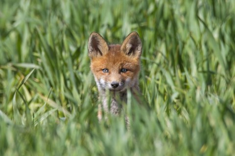 Young red fox
