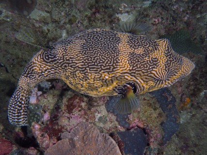 Map puffer