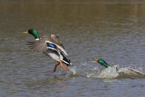 Territorial male mallard