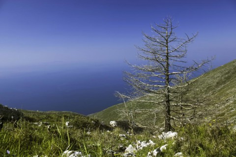 Llogara National Park in the Ceraunian Mountains in southern Albania