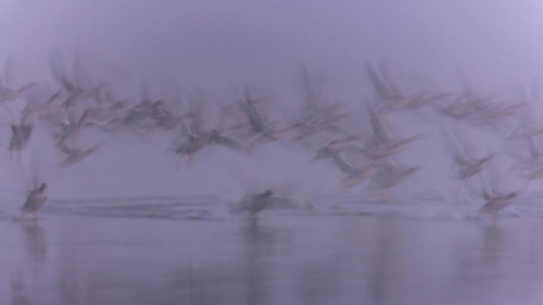 Greylag Goose
