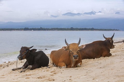 Cows on the beach at Gili Meno