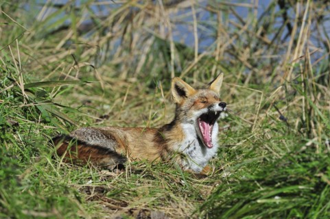 Red fox