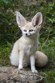 Captive fennec fox