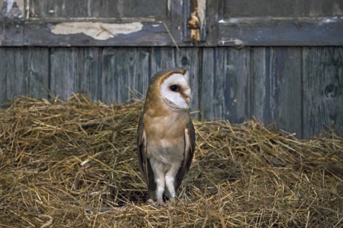 Common barn owl