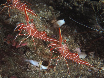 Camel shrimp