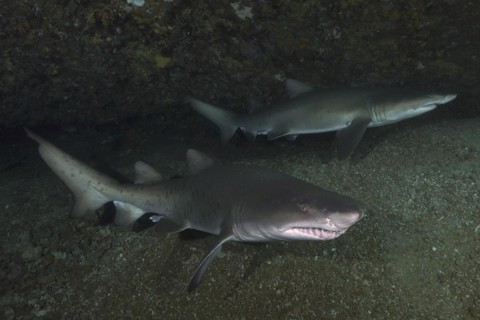 Two specimens of sand tiger shark