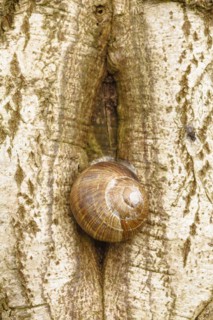 Burgundy snail
