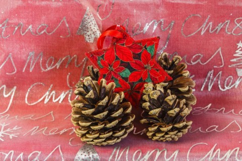 Poinsettia with cones
