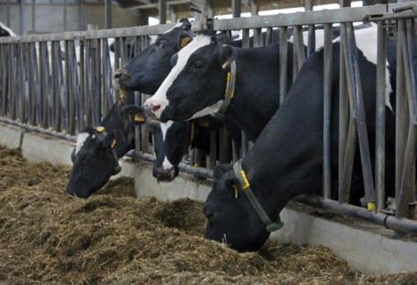Cows with heads sticking through steel bars eating fodder in cowshed