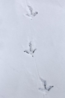 Common pheasant