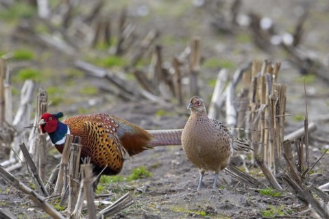 Common pheasant