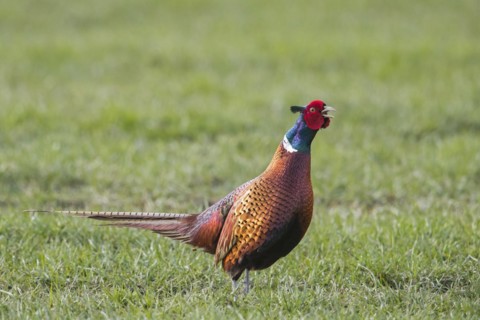 Common pheasant
