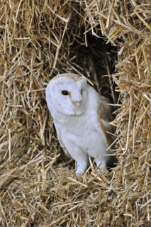 Barn owl