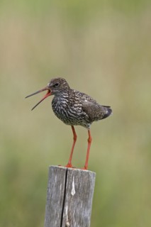 Common redshank