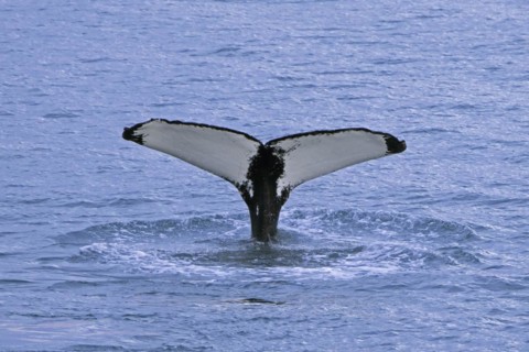 Humpback whale