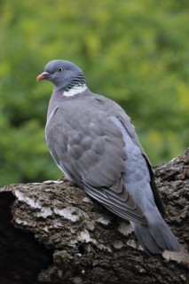 Common wood pigeon