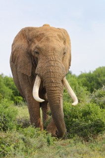 African bush elephant