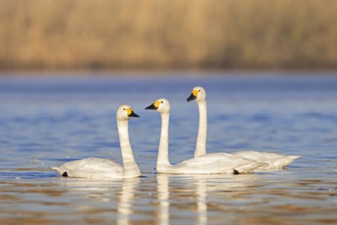 THree Bewick's swans