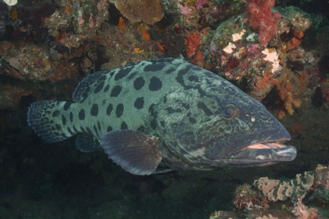 Potato grouper