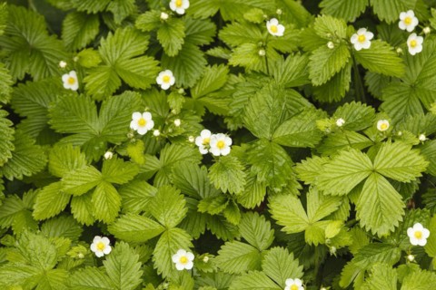 Wild strawberries