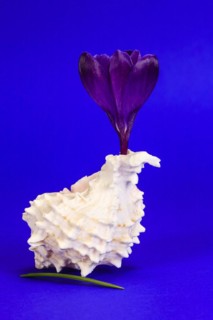 Crocuses