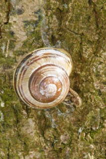 Burgundy snail