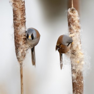 Bearded Reedlings