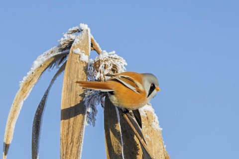 Bearded reedling