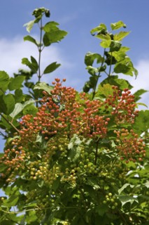 Red berries of Guelder rose
