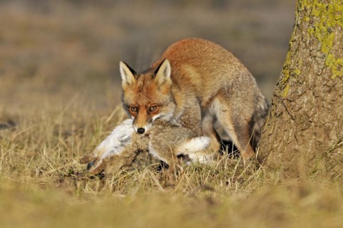 Red fox