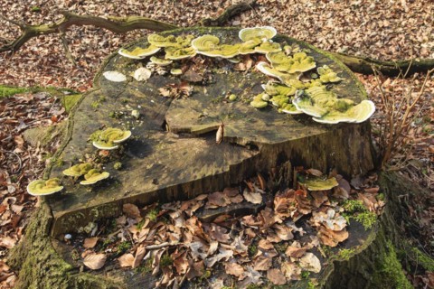 Lumpy bracket
