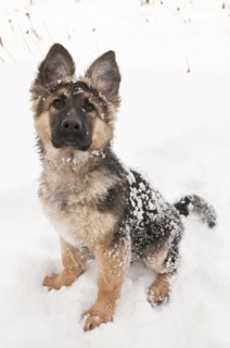German shepherd