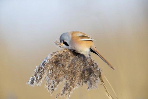 Bearded reedling