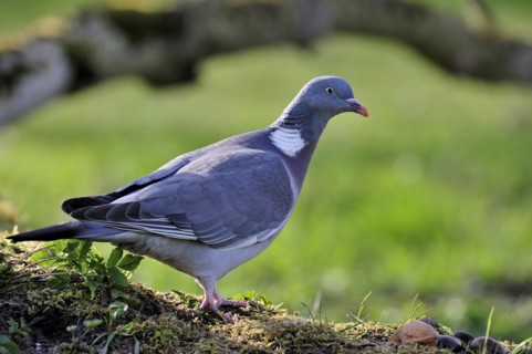 Wood pigeon