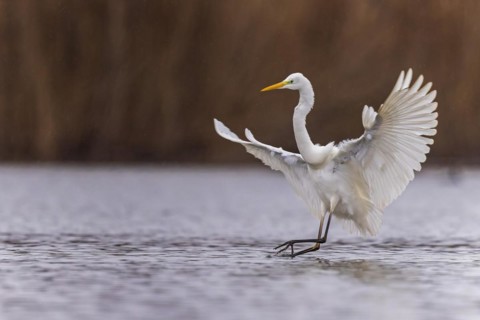 Great egret