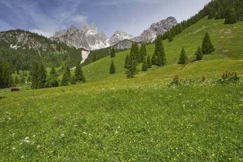 Alpine meadow in front of the large Bischofsmuetze