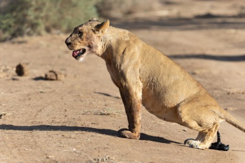 Lion
