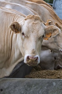Herd of white Charolais cows