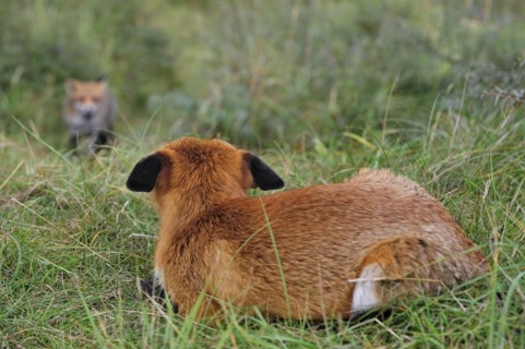 Territorial red fox