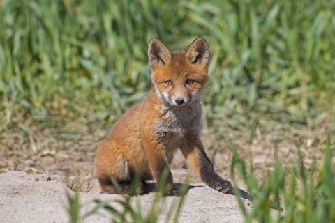 Young red fox