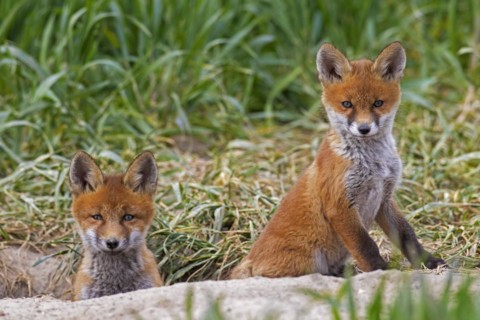 Young red foxes