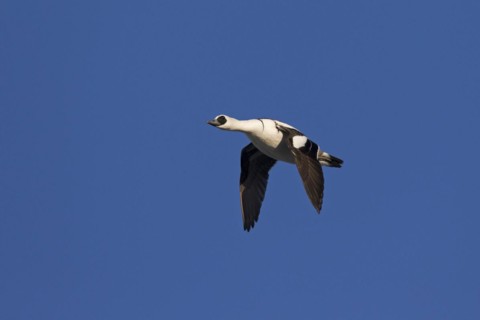 Smew