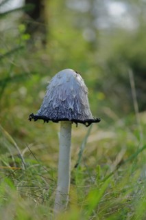 Shaggy ink cap