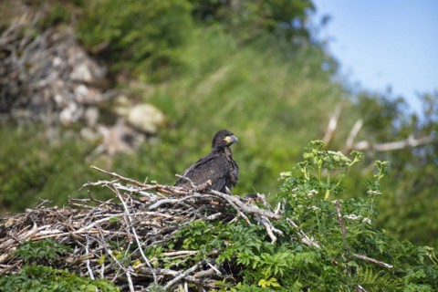 Bald eagle